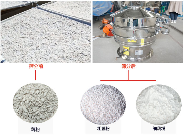 蓮藕淀粉曬干，采用304不銹鋼材質(zhì)藕粉振動篩篩分后前后對比效果圖展示。